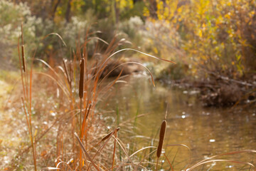 Close up picture of autumn brown cattails, back lit by afternoon sunlight with out of focus willows lining the other side of a small shallow creek in LaVerkin Utah, USA.