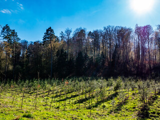 Wiederaufforstung nach Abholzung im Mischwald