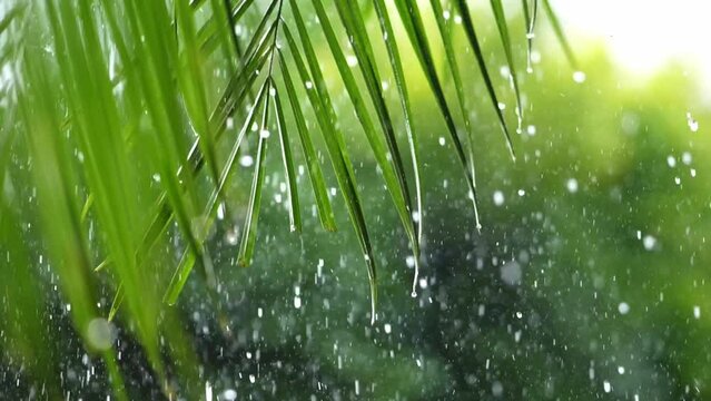 resh green leaves with water drops over the water , relaxation with water ripple drops concept , filmed on cinema slow motion camera