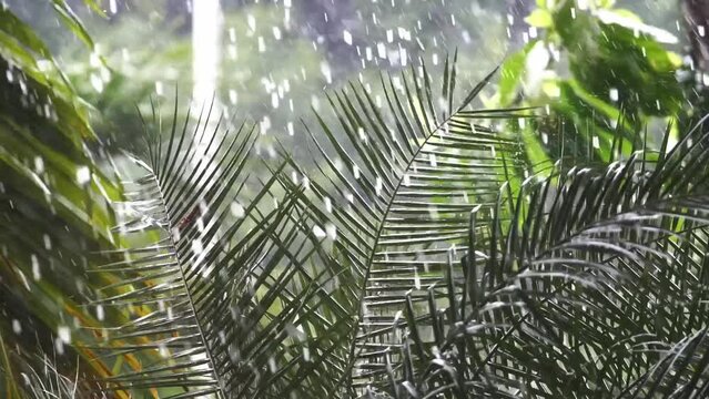 resh green leaves with water drops over the water , relaxation with water ripple drops concept , filmed on cinema slow motion camera