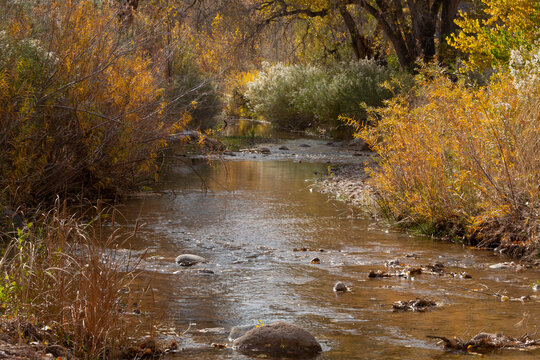 The shallow water of LaVerkin creek slips over a rocky stream bed between banks lined with cattails, willow and cottonwood trees in rich gold autumn color on a sunny fall day in Southern Utah. 