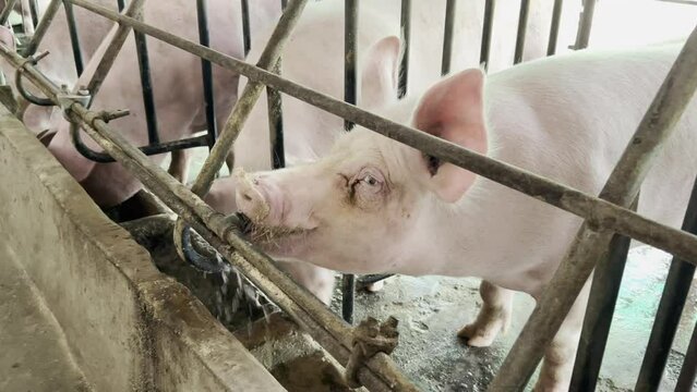 Swine pig at the farm garden, meat , piglet , mammal , animal farm.