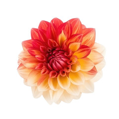 red dahlia flower isolated on white
