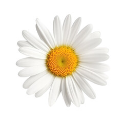 daisy isolated on white background