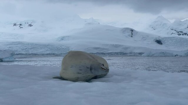 Weddell Seal on the iceberg in Antarctica