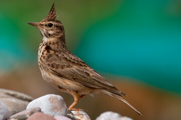 A crested lark isolated resting on a river stone. Soft background with blue green and brown colors....