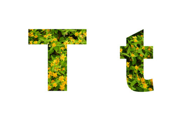Fototapeta premium Flower font Alphabet isolated on white background made of Real alive yellow flowers 