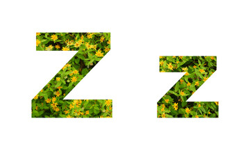 Flower font Alphabet  isolated on white background made of Real alive yellow flowers 