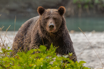 Eye contact whith a grizzly