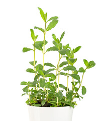 Garden mint, potted young plant, in a white pot. Spearmint, also known as common, lamb or mackerel mint, Mentha spicata, used as a flavouring in food and herbal teas. Front view, isolated, over white.