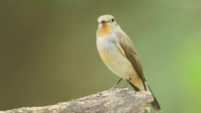 Red-throated Flycatcher on branch  , Bird watching in forest