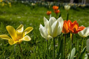 Obraz na płótnie Canvas yellow and white and orange tulips