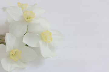 Fototapeta na wymiar White flowers oh white background, white Daffodil, Narcissus flowers, macro, copy scape right