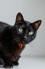 portrait of a black cat using a red collar looking at camera
