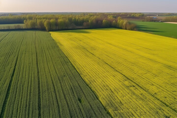 Fototapeta premium fields seen from above, view from drone. sunny weather in spring or summer day, high drone aerial view. AI generated content