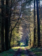 Waldweg durch den Mischwald im Frühjahr