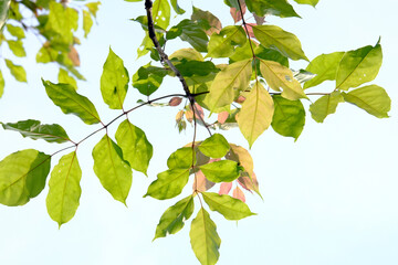 Fototapeta premium leaves isolated on white background