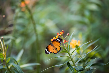 Closeup of plain tiger butterfly on yellow flower background.
