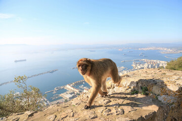 One Gibraltar magot is walking along the stone fence against the backdrop of a port in the Strait of Gibraltar.