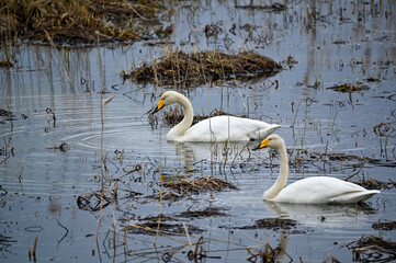 whooper swan swimming around looking for food