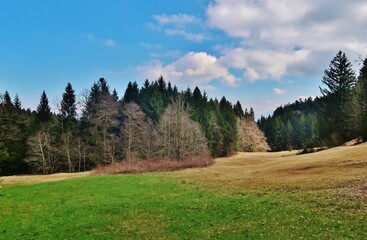 Fototapeta na wymiar Wald- und Moorlandschaft im Frühling