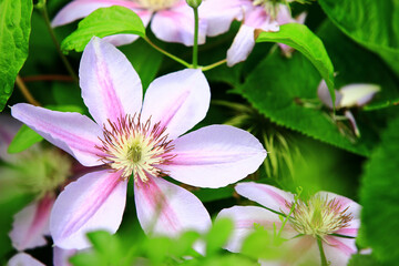 blooming Clematis hybridas(Vase vine) flowers,close-up of Clematis hybridas flowers blooming in the garden 

