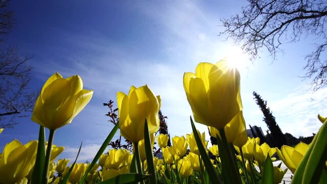 Yellow tulips bloom in a flower bed, set against a backdrop of blue sky and leafy trees, a cheerful symbol of spring's arrival.