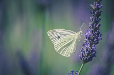 white butterfly in lavender flower