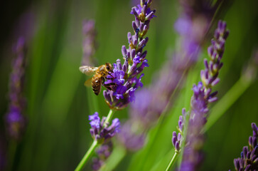bee and purple lavender flower