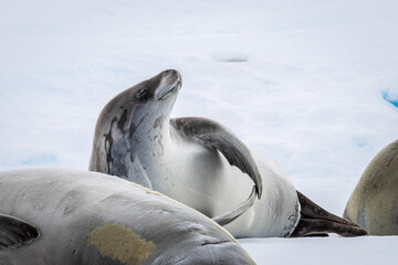 Crabeater seals in Antarctica resting on drifting pack ice in the Antarctic Peninsula