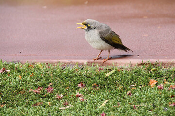 sparrow in australia