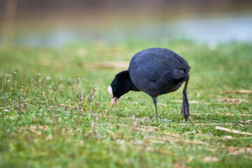 Eurasian Coot on a field ( Fulica Atra ). 