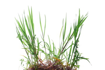 Green grass in spring isolated on white background and texture