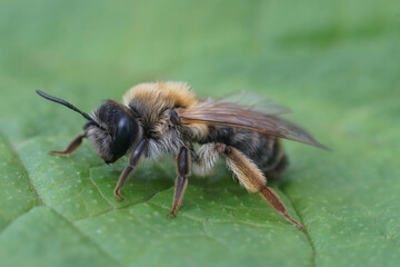 Closeup on a colorful female grey -gastered mining bee, Andrena tibialis sitting on a green leaf