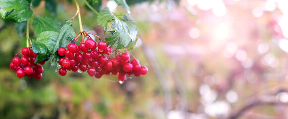 A bunch of viburnum with red berries and dew drops in the morning in the garden in sunny weather, copy space