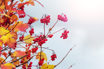 Viburnum bush with red berries and yellow leaves in autumn against a light background