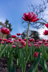 Tulips in a flower bed, pink blooming flowers against the sky and trees, spring flowers.
