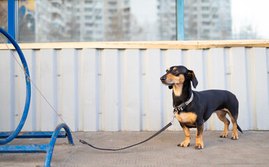 Small dachshund Dog waiting on leash on a Bicycle stand for its owner in front of supermarket or...