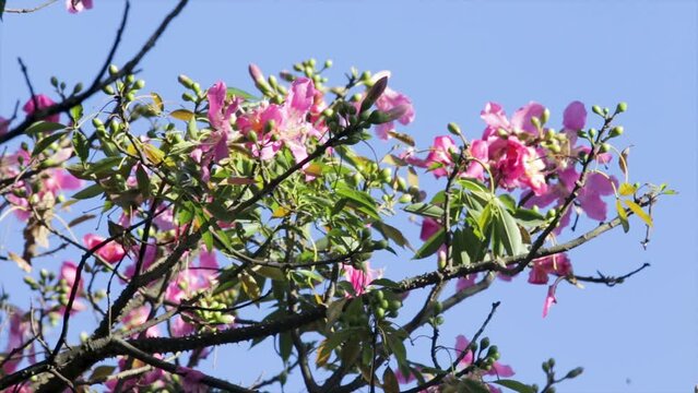 Native bees collecting nectar from kapok flowers. Chorisia speciosa (Bombacaceae). 
