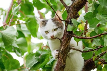 A cute little white kitten in a tree among the green leaves nibbles on a branch in summer