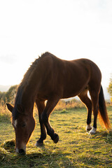 Horse in the field at sunset