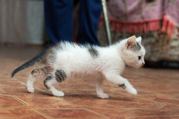 Fototapeta na wymiar A cute little kitten walks around the room next to his grandfather with a stick