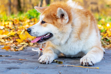 Naklejka na ściany i meble Akita dog lying on an alley in an autumn park