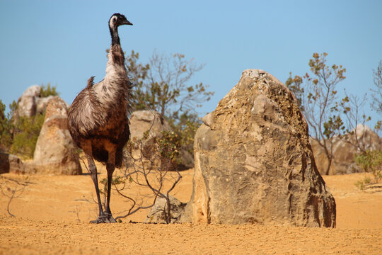 emu at pinnacles in australia