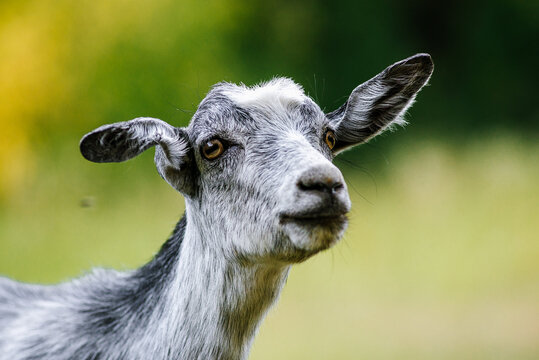 Portrait of a funny goat looking at the camera against the background of green grass