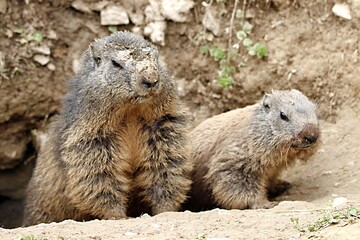 marmotte