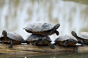 Obraz premium tortue