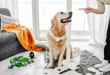 Golden retriever dog playing with toilet paper in living room and looking at camera. Purebred doggy...