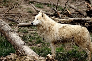 Fototapeta premium loup