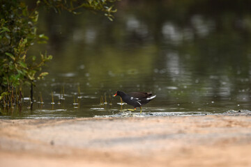 Common Moorhen - Gallinula chloropus - water hens - On the banks of lakes, they search for food, surrounded by green grass and trees
